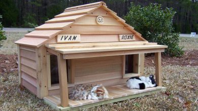 Photo of بهترین خانه های فانتزی برای گربه